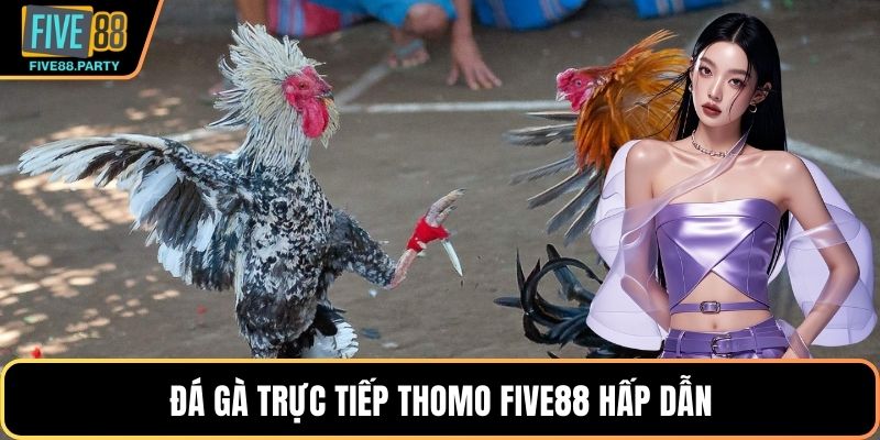Đá gà trực tiếp Thomo Five88 trận hấp dẫn